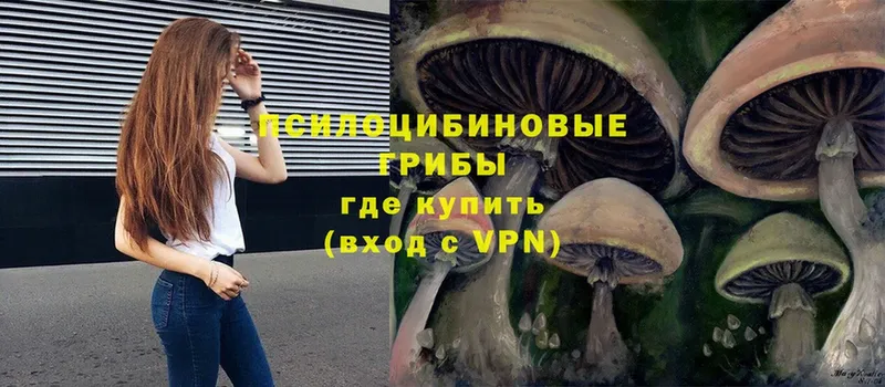 Галлюциногенные грибы Psilocybe Хвалынск